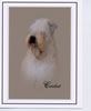 Cricket-portrait
